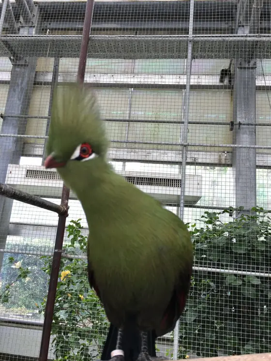 こんな間近で鳥と触れ合えます。