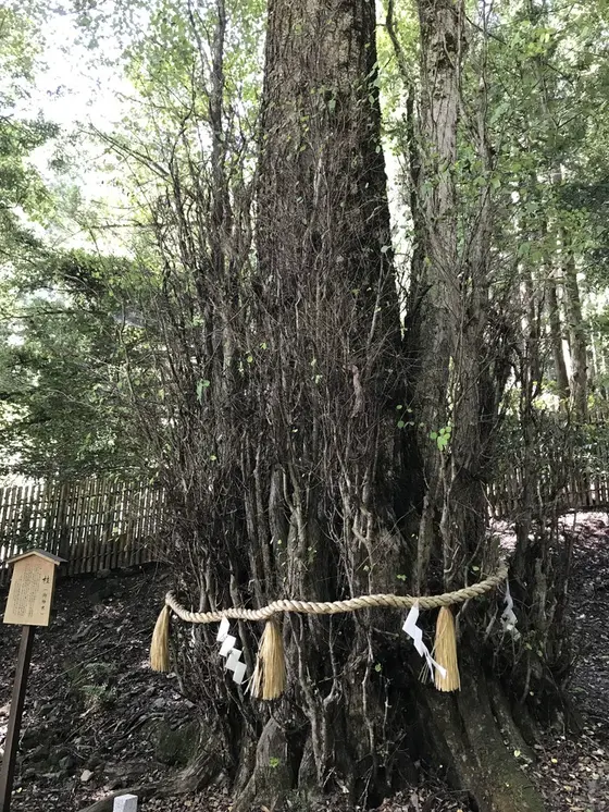 桂（御神木）