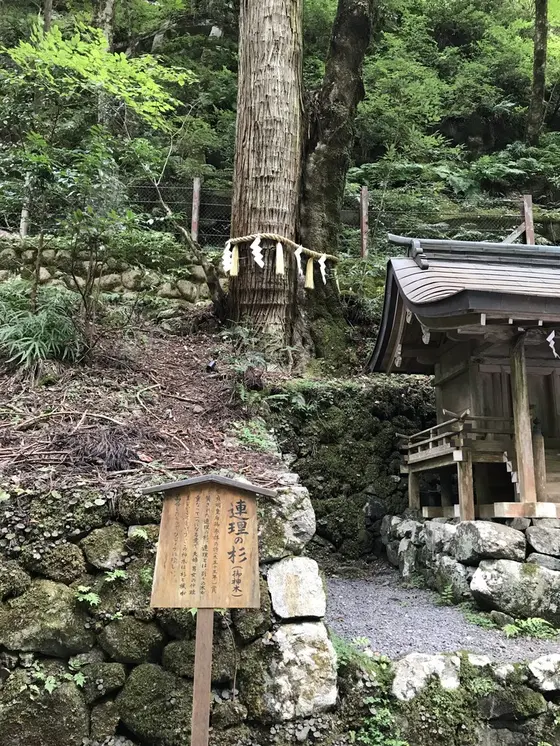 連理の杉