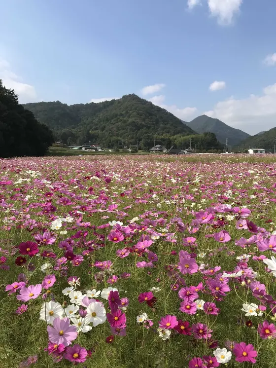 名もないコスモス畑