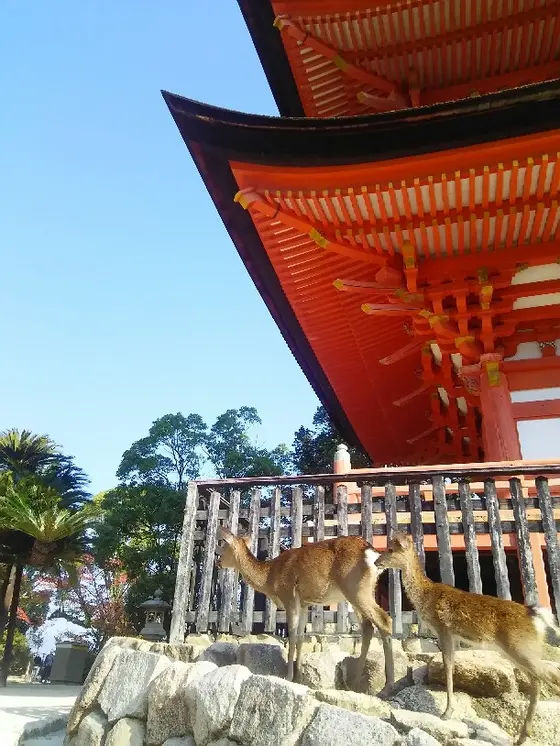 シカさんがやってきました