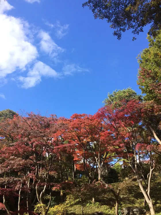 青空 と 紅葉🍁