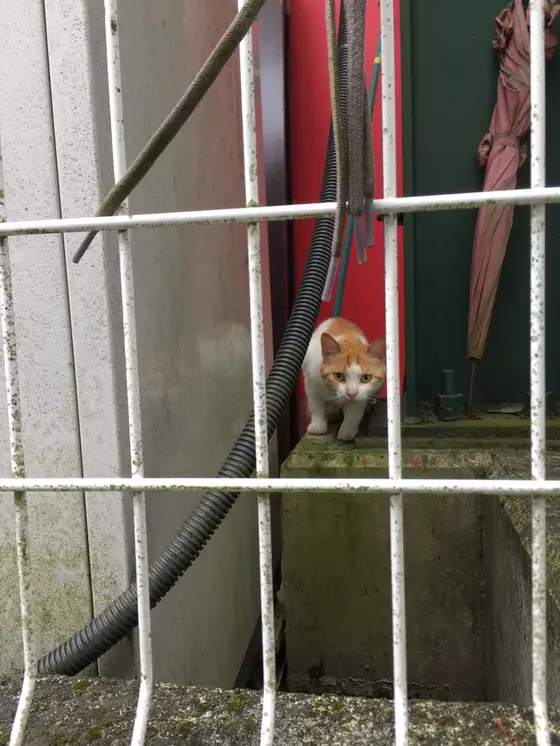 ねこさんに遭遇