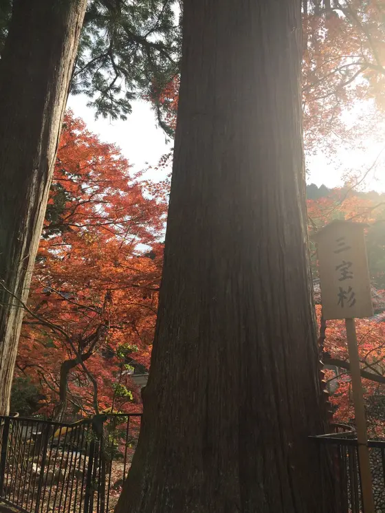 三宝杉