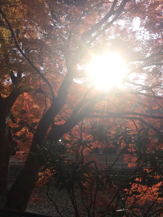 陽射しを浴びた 紅葉