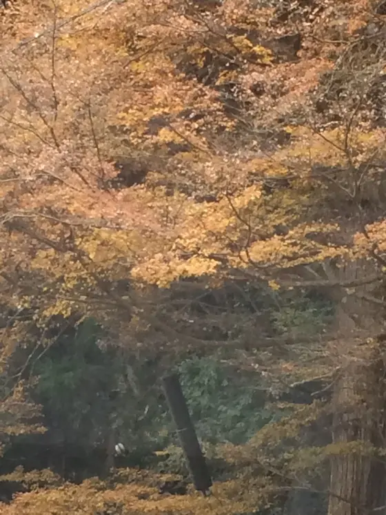 これも 紅葉 なのかなぁ〜？