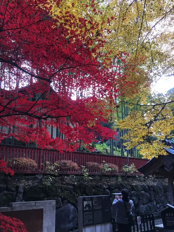 紅葉真っ盛り！