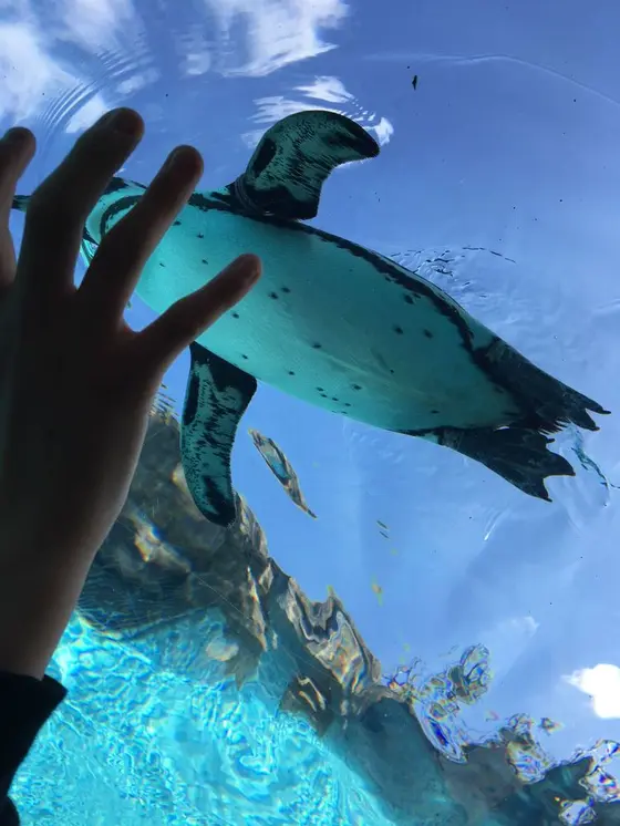 ペンギンさん