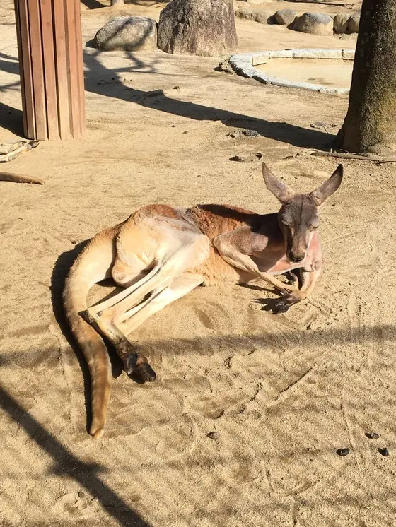 カンガルー