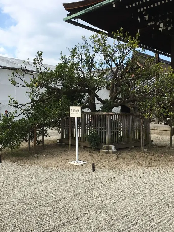 右近の橘