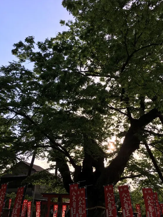 御神木