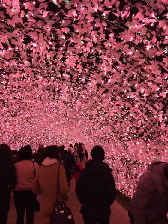桜のトンネル
