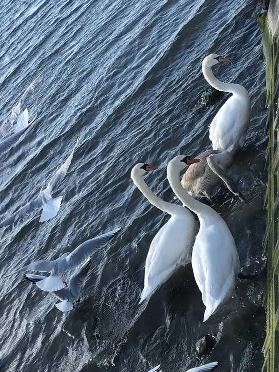 松ケ浦