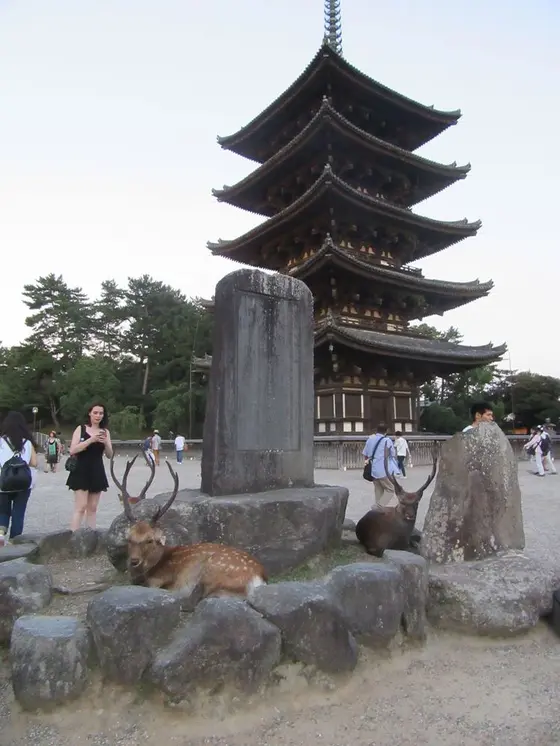 意外にも鹿が集まってくる