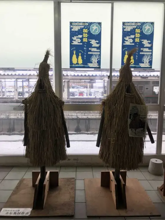 カセ鳥の展示