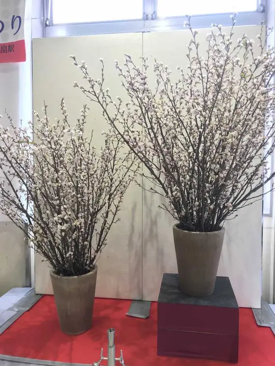 啓翁桜