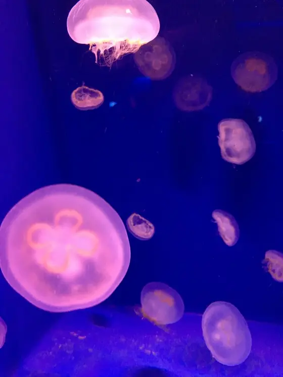 幻想的な、、、