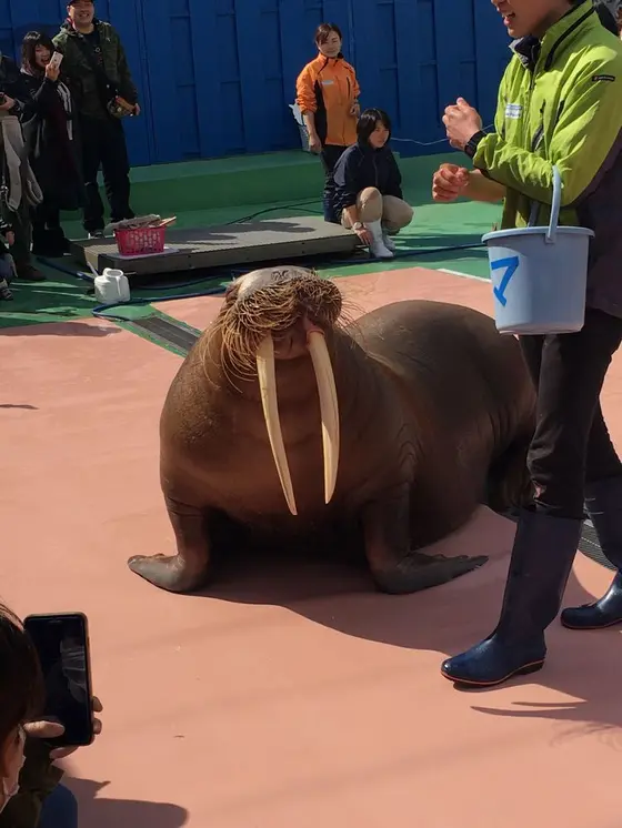 セイウチのお散歩