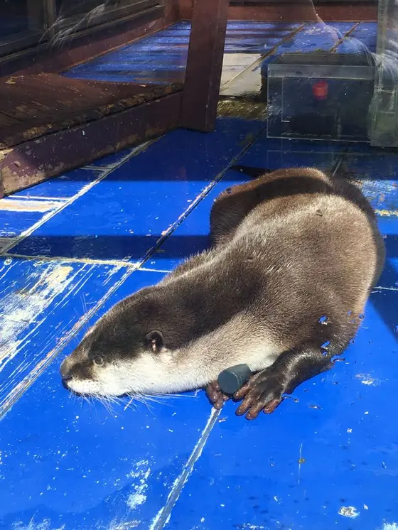 ツメナシカワウソ