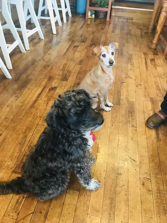 お店で飼ってるワンちゃんたち🐶