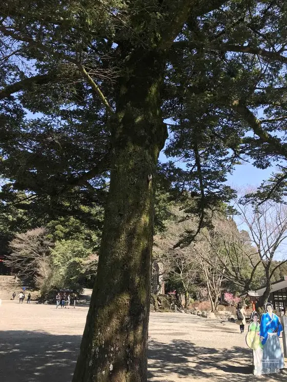 こんなに大きな木も🌳
