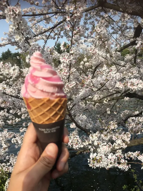 さくらのソフトクリームも！