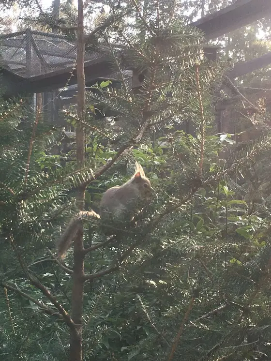 リスを目の前で見られる！リスの小径