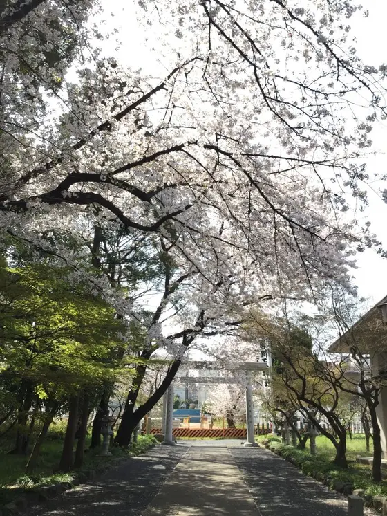 桜のトンネル