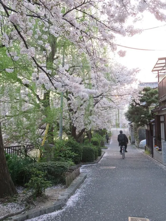 川沿いの桜