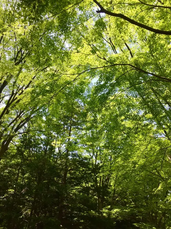 緑のカーテンに癒されてください✨