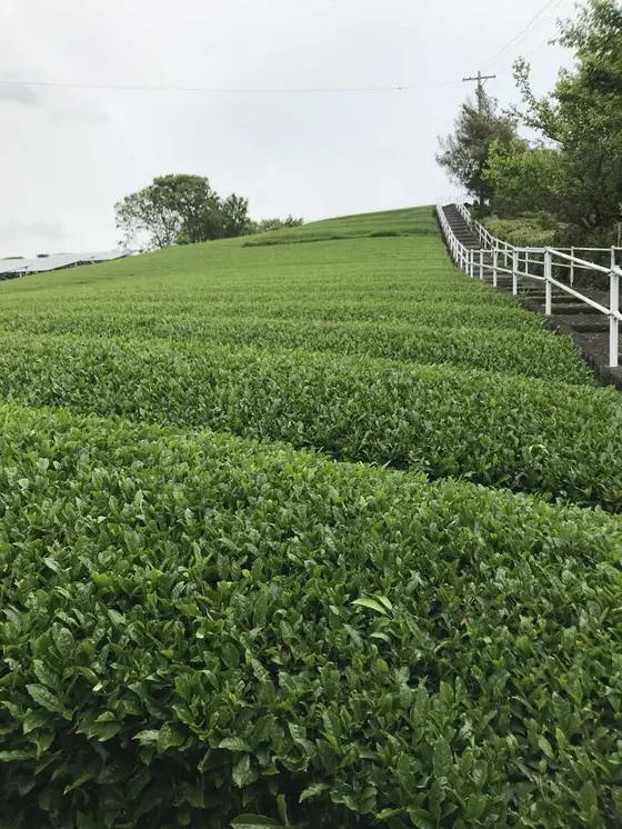お茶畑