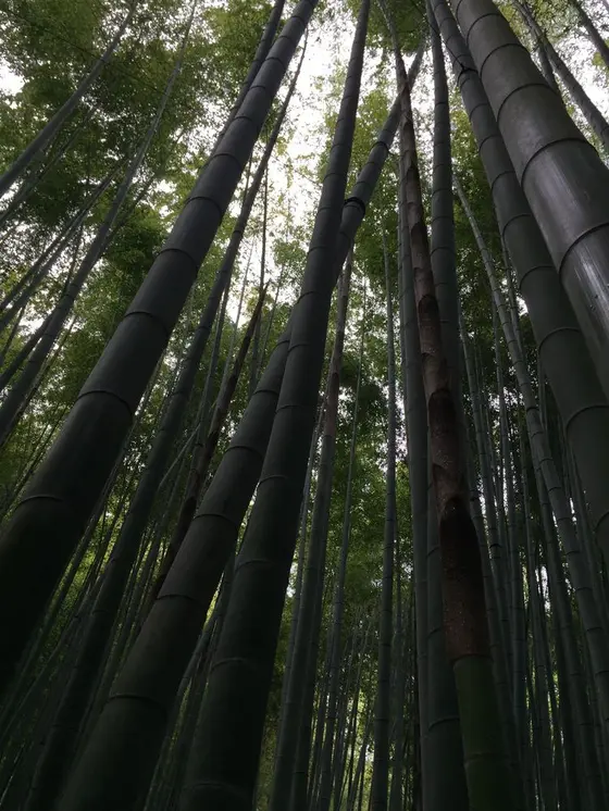 とにかく高い竹