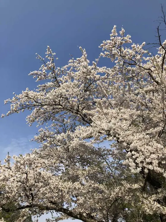 満開です
