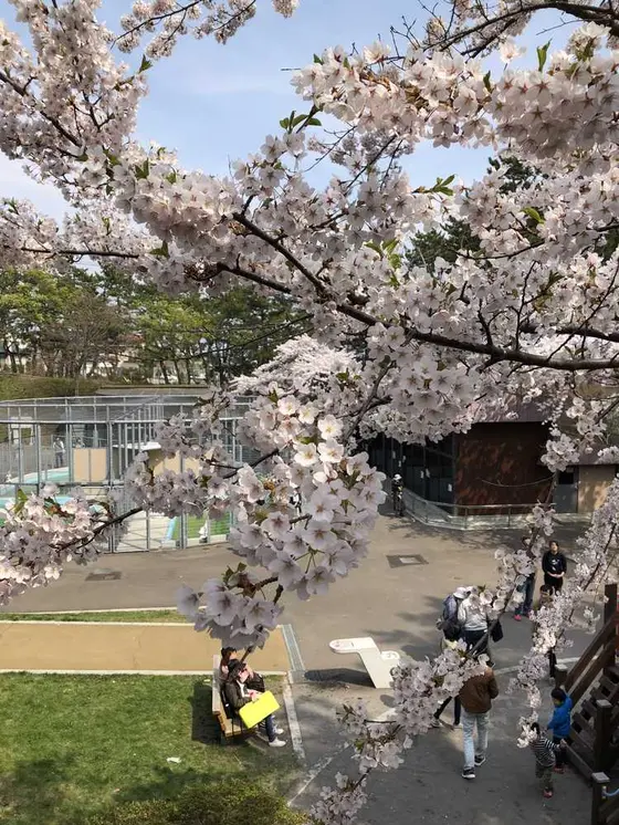 桜
