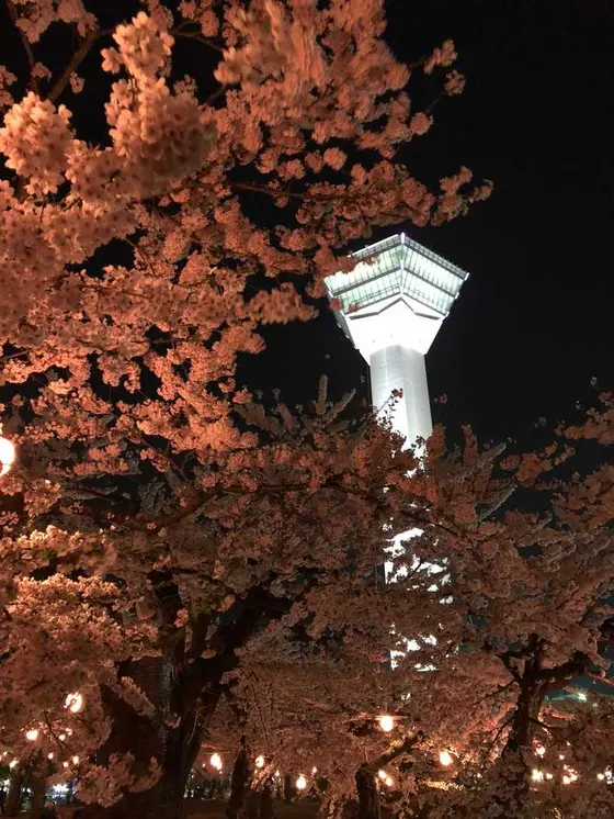 夜桜とタワー