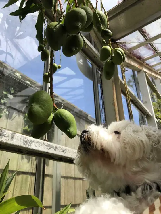 まだ食べられない