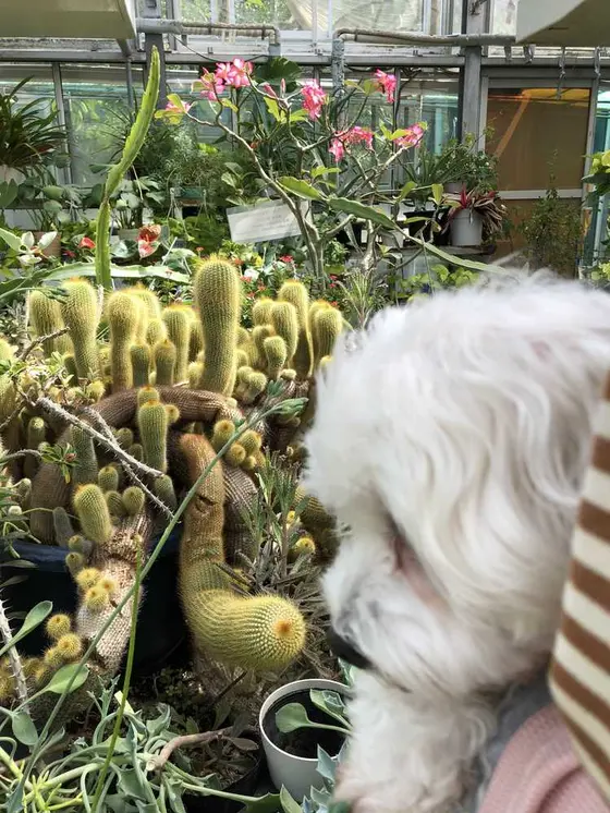 ニョロニョロみたいなサボテン