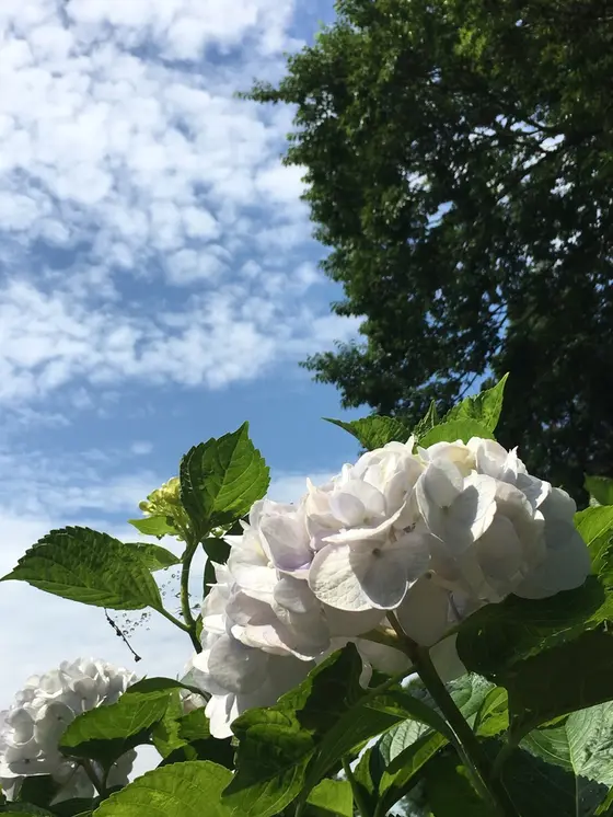 紫陽花と梅雨の晴れ間