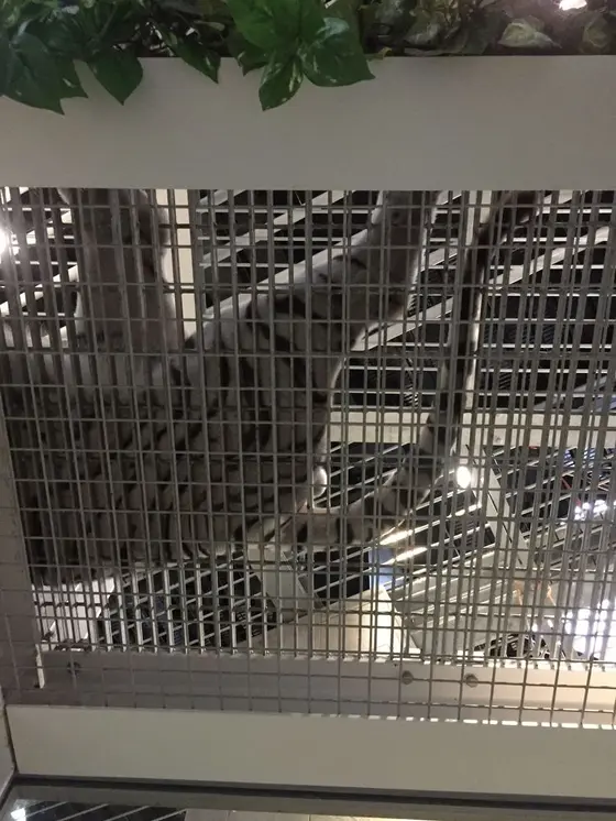 ホワイトタイガー