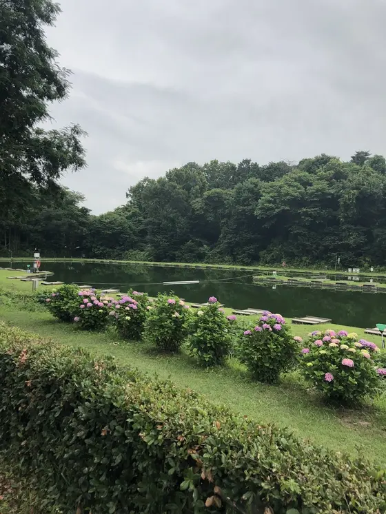 紫陽花見頃