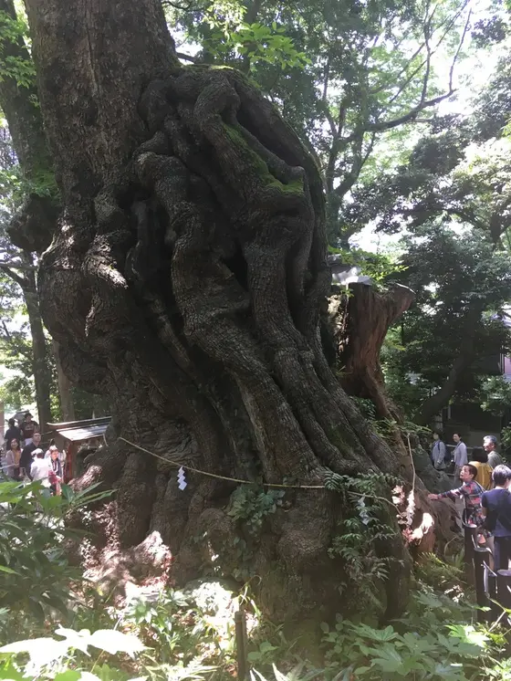 境内にある大楠