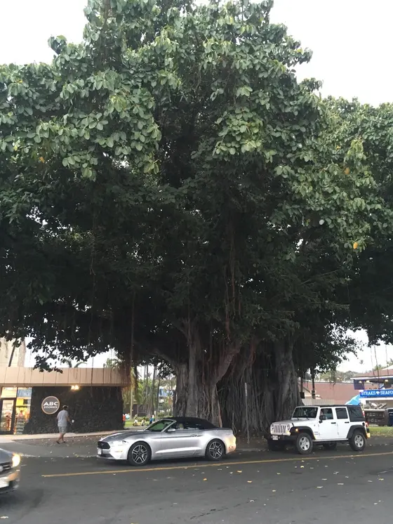 バニヤンツリー