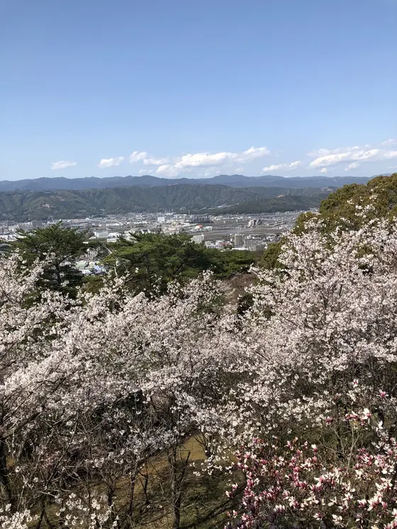 桜の季節
