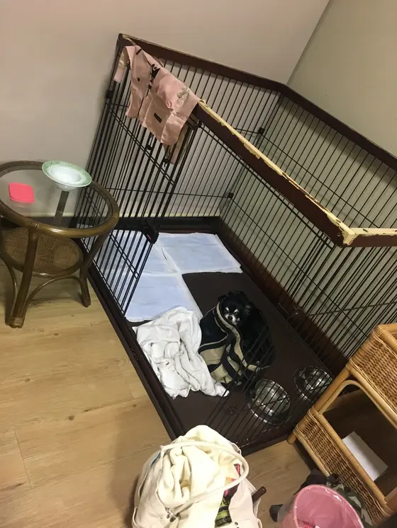 わんこ連れ専用客室