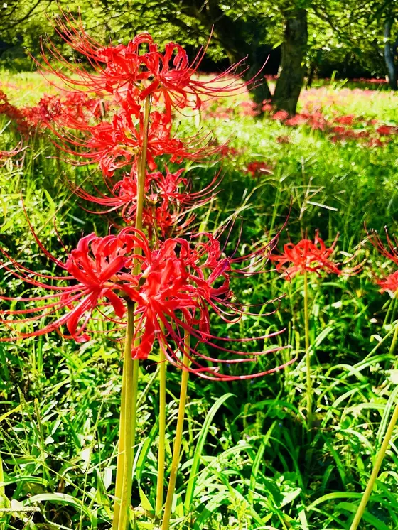 スポット内のおすすめ