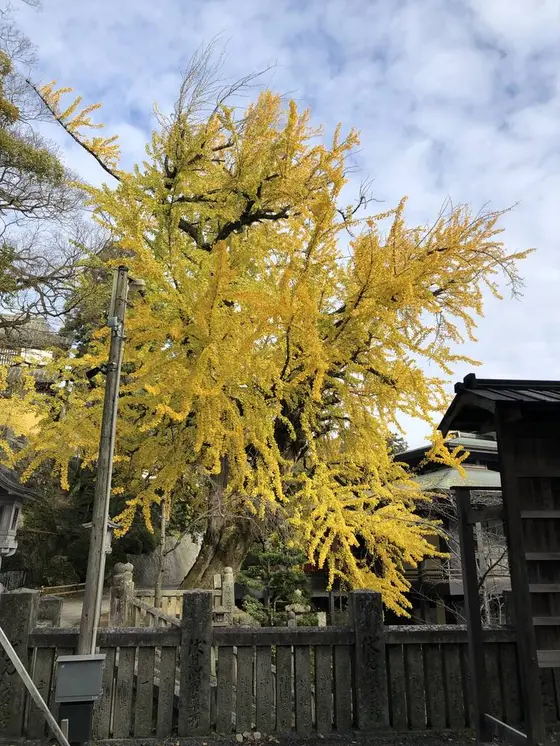 紅葉が美しく