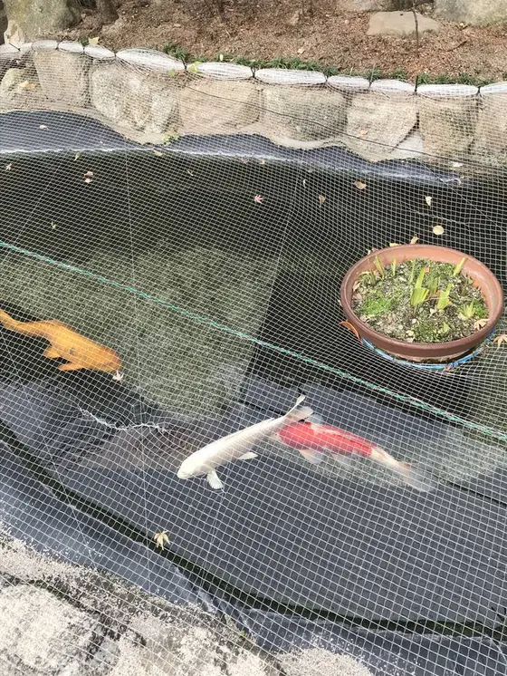 優雅に泳ぐ鯉