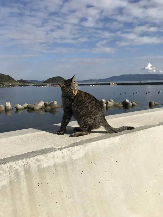 猫！猫！猫！