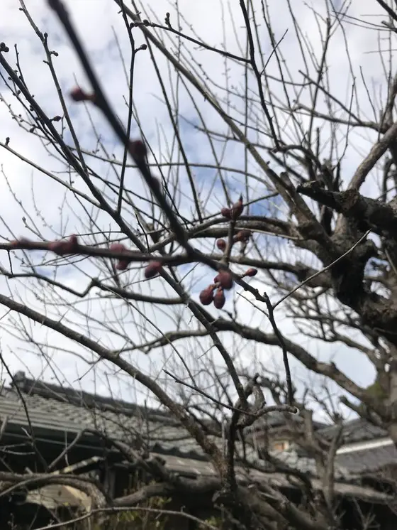 梅の蕾