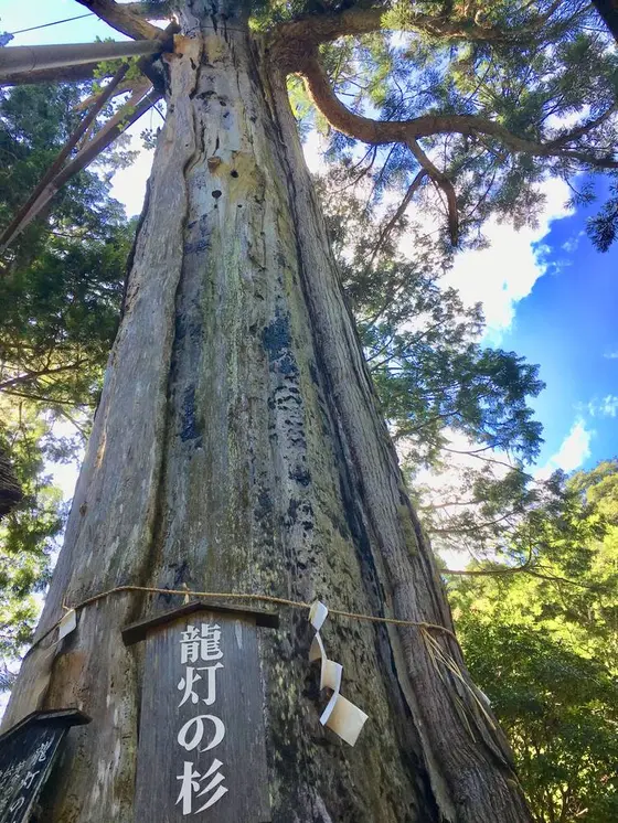龍灯の杉